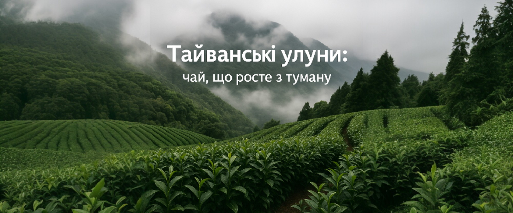 Тайванські улуни: чай, що росте з туману